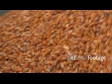 Maize Flowing 2 1492